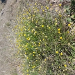 Calotis lappulacea (Yellow Burr Daisy) at Coombs, ACT - 9 May 2017 by lesleypeden