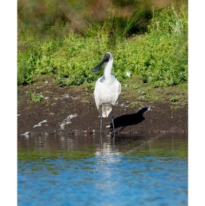 Platalea regia (Royal Spoonbill) at Millingandi, NSW - 31 Mar 2017 by JulesPhotographer