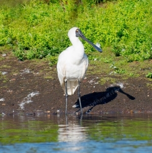 Platalea regia at Millingandi, NSW - 31 Mar 2017