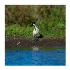 Platalea regia at Millingandi, NSW - 31 Mar 2017