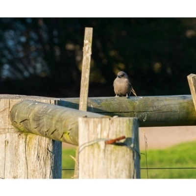 Artamus cyanopterus cyanopterus (Dusky Woodswallow) at Millingandi, NSW - 31 Mar 2017 by JulesPhotographer