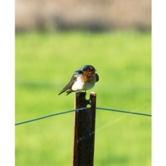 Hirundo neoxena (Welcome Swallow) at Millingandi, NSW - 31 Mar 2017 by JulesPhotographer