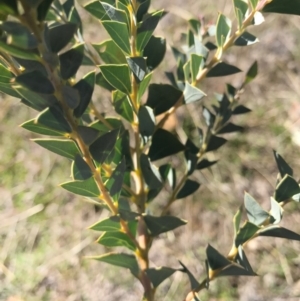 Acacia cultriformis at Majura, ACT - 9 May 2017