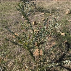 Acacia cultriformis at Majura, ACT - 9 May 2017 12:39 PM