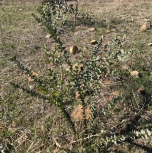 Acacia cultriformis at Majura, ACT - 9 May 2017 12:39 PM