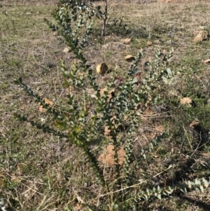 Acacia cultriformis at Majura, ACT - 9 May 2017
