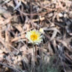 Leucochrysum albicans subsp. albicans (Hoary Sunray) at Watson, ACT - 9 May 2017 by AaronClausen