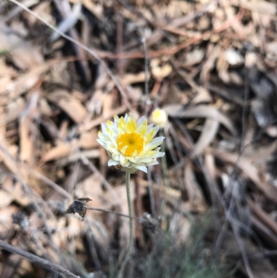 Leucochrysum albicans subsp. albicans (Hoary Sunray) at Watson, ACT - 9 May 2017 by AaronClausen