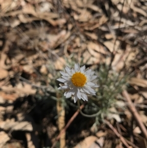 Leucochrysum albicans subsp. albicans at Watson, ACT - 9 May 2017