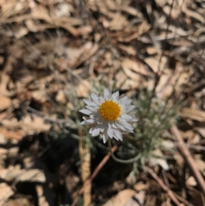 Leucochrysum albicans subsp. albicans at Watson, ACT - 9 May 2017 12:39 PM