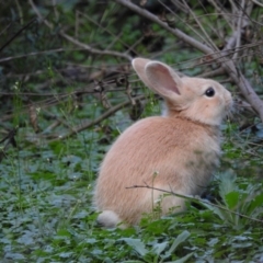 Oryctolagus cuniculus (European Rabbit) at Acton, ACT - 3 May 2017 by Qwerty