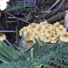 Hypholoma sp. (Hypholoma) at Canberra Central, ACT - 2 May 2017 by Qwerty