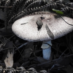 Lepiota s.l. at Acton, ACT - 3 May 2017 by Qwerty