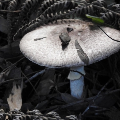 Lepiota s.l. at Acton, ACT - 3 May 2017 by Qwerty