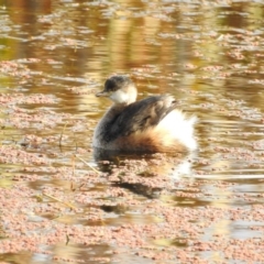 Tachybaptus novaehollandiae (Australasian Grebe) at Jerrabomberra Wetlands - 7 May 2017 by Qwerty