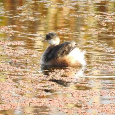 Tachybaptus novaehollandiae (Australasian Grebe) at Jerrabomberra Wetlands - 7 May 2017 by Qwerty