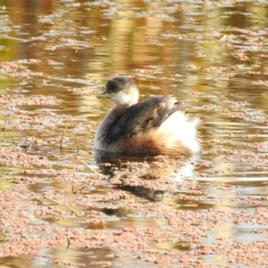 Tachybaptus novaehollandiae at Fyshwick, ACT - 8 May 2017