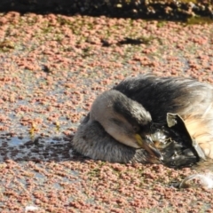 Tachybaptus novaehollandiae at Fyshwick, ACT - 8 May 2017