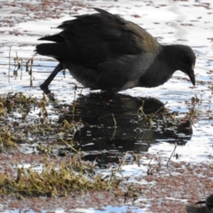 Gallinula tenebrosa (Dusky Moorhen) at Fyshwick, ACT - 8 May 2017 by Qwerty