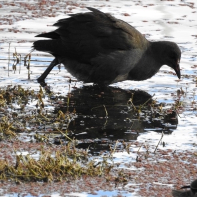 Gallinula tenebrosa (Dusky Moorhen) at Jerrabomberra Wetlands - 7 May 2017 by Qwerty