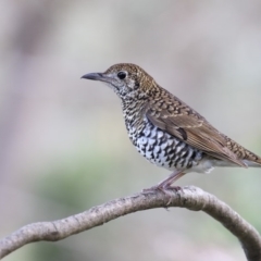 Zoothera lunulata (Bassian Thrush) at Ben Boyd National Park - 9 May 2017 by Leo