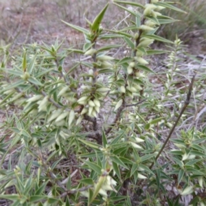 Melichrus urceolatus at Hall, ACT - 6 May 2017