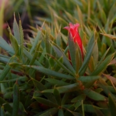 Astroloma humifusum (Cranberry Heath) at Hall, ACT - 6 May 2017 by AndyRussell