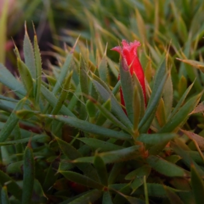 Astroloma humifusum (Cranberry Heath) at Hall, ACT - 6 May 2017 by AndyRussell