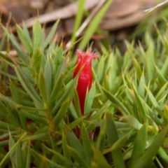 Styphelia humifusum at Hall, ACT - 6 May 2017