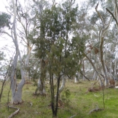 Exocarpos cupressiformis (Cherry Ballart) at Hall, ACT - 6 May 2017 by AndyRussell