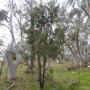 Exocarpos cupressiformis at Hall, ACT - 6 May 2017