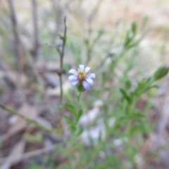 Vittadinia cuneata var. cuneata (Fuzzy New Holland Daisy) at Hall, ACT - 6 May 2017 by AndyRussell