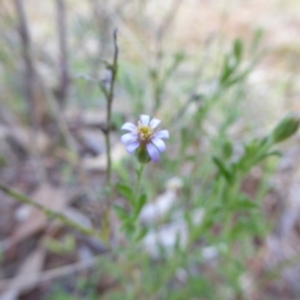 Vittadinia cuneata var. cuneata at Hall, ACT - 6 May 2017 03:54 PM