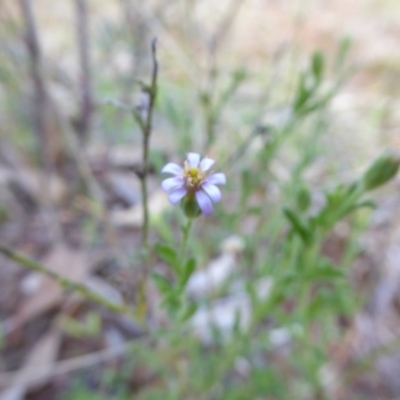 Vittadinia cuneata var. cuneata (Fuzzy New Holland Daisy) at Hall, ACT - 6 May 2017 by AndyRussell