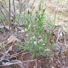 Vittadinia cuneata var. cuneata at Hall, ACT - 6 May 2017 03:54 PM