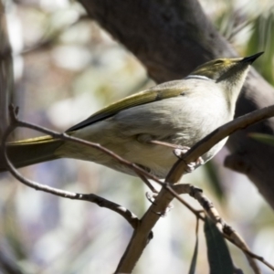 Ptilotula penicillata at Scullin, ACT - 7 May 2017 11:29 AM