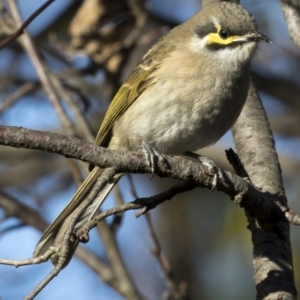 Caligavis chrysops at Higgins, ACT - 7 May 2017