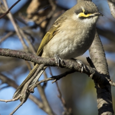 Caligavis chrysops (Yellow-faced Honeyeater) at Higgins, ACT - 7 May 2017 by Alison Milton