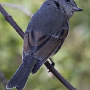 Pachycephala pectoralis at Higgins, ACT - 7 May 2017 11:41 AM