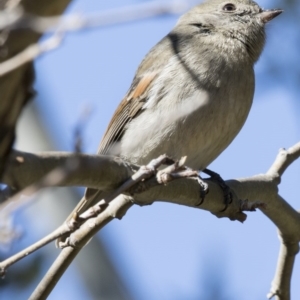 Pachycephala pectoralis at Higgins, ACT - 7 May 2017 11:41 AM