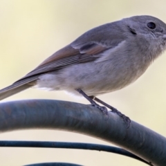 Pachycephala pectoralis at Higgins, ACT - 7 May 2017 11:41 AM