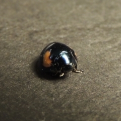 Orcus bilunulatus (Ladybird beetle) at Greenway, ACT - 3 Jan 2016 by MichaelBedingfield