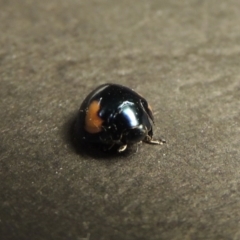 Orcus bilunulatus (Ladybird beetle) at Pine Island to Point Hut - 3 Jan 2016 by michaelb