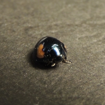 Orcus bilunulatus (Ladybird beetle) at Greenway, ACT - 3 Jan 2016 by michaelb
