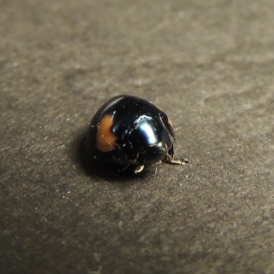 Orcus bilunulatus (Ladybird beetle) at Greenway, ACT - 3 Jan 2016 by MichaelBedingfield