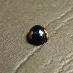 Orcus bilunulatus at Greenway, ACT - 3 Jan 2016