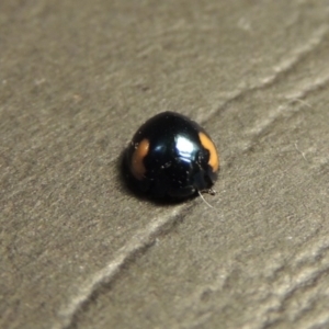 Orcus bilunulatus at Greenway, ACT - 3 Jan 2016 11:06 PM