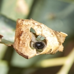 Coccinellidae (family) (Unidentified lady beetle) at Higgins, ACT - 11 Feb 2017 by Alison Milton