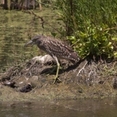 Nycticorax caledonicus (Nankeen Night-Heron) at Fyshwick, ACT - 5 Feb 2017 by AlisonMilton