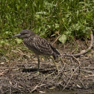 Nycticorax caledonicus at Fyshwick, ACT - 5 Feb 2017